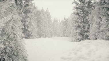 Ormanda kar yağışı, yağan karla birlikte güzel, güzel bir Noel sabahı. Kış manzarası. Kar ağaçları ve patikaları kapladı. Sis. Ultra gerçekçi 3D illüstrasyon
