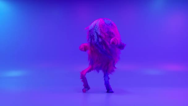 Alegre colorido personaje de dibujos animados peludos bailando, animal peludo, divertirse, animación mascota peluda. Diseño minimalista moderno. Luz del club de neón intermitente. animación 3d de bucle sin costura. — Vídeo de stock