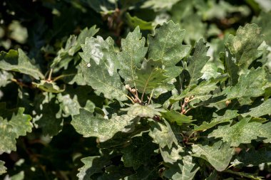 Meşe yaprağı ve yeşil meşe palamudu meyvesi odaklı bir quercus Robus şubesine yakın çekim. Quercus robus, Avrupa 'da yer alan bir ağaçtır.