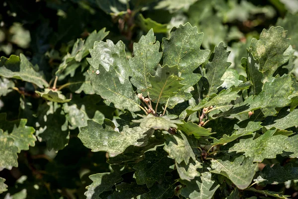 Closeup on a quercus robus branch with a focus on a oak leaf and its green acorn fruit. Quercus robus is a European tree, also called by the name common oak — Stock Image Closeup Quercus Robus Branch Focus Oak Leaf Its Green Acorn Stock Image