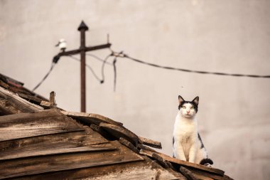 Meraklı siyah beyaz kedi bir evin çatısında oturuyor ve kameraya bakıyor.
