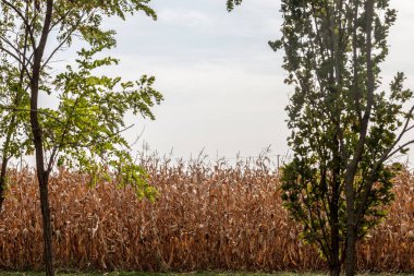 Sonbaharda ağaçlarla çevrili Cornfiledler, Sırbistan 'ın en kırsal ve tarımsal bölgesi olan Voyvodina ovalarında ele geçirildi. Mısır dünyanın en büyük monokültürlerinden biridir.