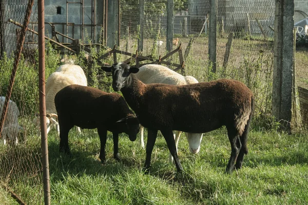 Ovejas Blancas Negras Lana Corta Paradas Pasto Una Pradera Una — Foto de Stock