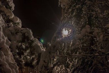 Ağaçlarla kaplı ağaç dallarına yaklaşın. Arkaplanda halka açık bir ışık parlıyor. Soğuk bir kar fırtınası sırasında..