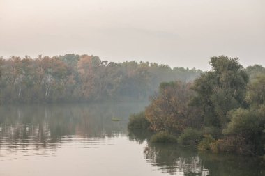 Pancevo 'daki Timis nehrinin panoraması, banat, Sırp, sisli, sisli ve sonbahar ağaçlarıyla ormandaki bir bataklığın ortasında, Tamis olarak da bilinir, zamanlaması bir Sırp ve Romen nehridir..