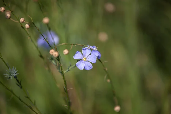 Selektivní Rozmazání Modré Fialové Lněné Květy Čeledi Linum Usitatissimum Divoké — Stock fotografie