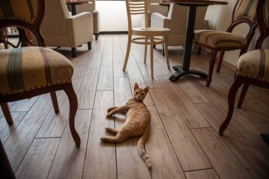 Kızıl saçlı kedi, sokak kedisi, bir restoranın, barın, kafenin zemininde dinleniyor ve dinleniyor.