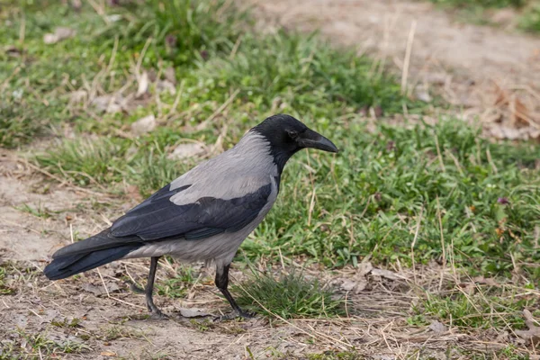 Fókuszálj Egy Csuklyás Varjúra Egy Fekete Szürke Varjú Madárra Corvidae — Stock Fotó