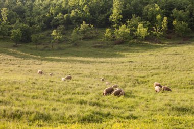 Kısa yünlü beyaz koyunlar, bir Sırp çiftliğindeki otlak arazisinde ayakta duruyor ve yemek yiyorlar. Bunlar ovis olarak da bilinen oldukça yaygın tarım hayvanları..