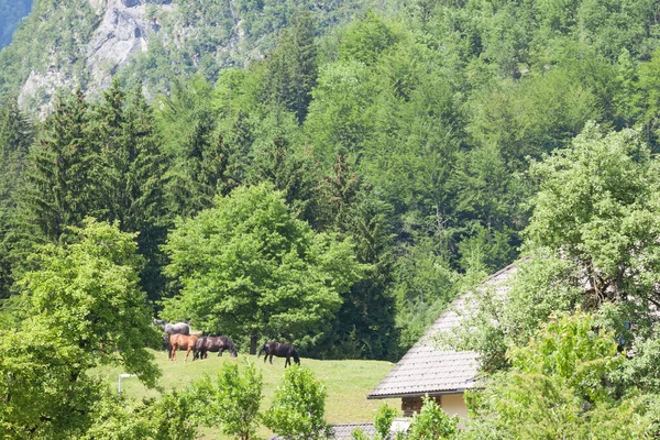 Typická Alpská Krajina Koňmi Stojícími Travnaté Louce Bohinji Slovinsku Před — Stock fotografie