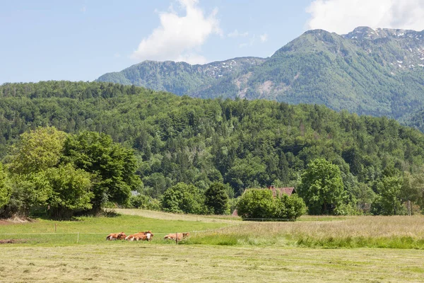 Typická Zemědělská Krajina Krávami Povalujícími Travnaté Louce Bohinji Slovinsku Před — Stock fotografie