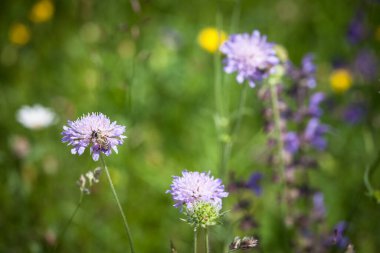 Arı ya da eşek arısı üzerindeki seçici bulanıklık mor sirklerdeki çiçekleri kirletir. Buna tüylü devedikeni de denir. Yazın bulunabilen yaygın bir Avrupa mor çiçeğidir..