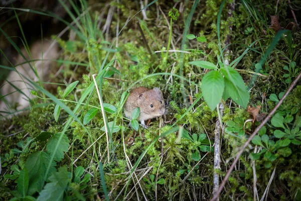 在欧洲朱利安阿尔卑斯山的一只来自斯洛文尼亚的木鼠上选择性的模糊 看着摄像机 Wood Mouse Apodemus Sylvaticus 是一种野生老鼠 — 图库照片