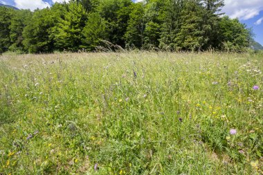 Yaz çiçekleri, Slovenya 'daki Julian Alpleri' nin ortasındaki bir ormanın ortasında, bir dağ açıklığında çiçek açıyor.