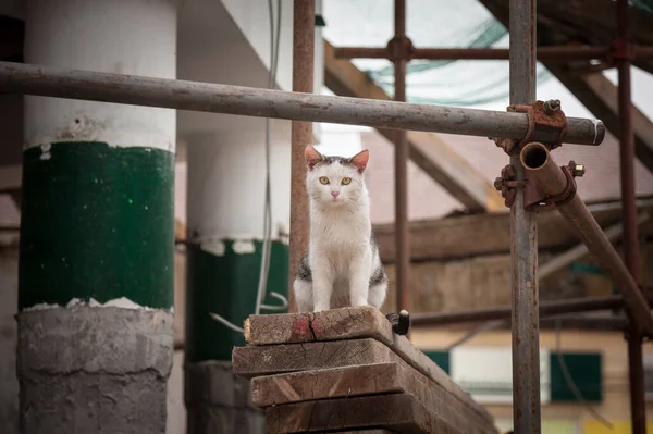 Yound Och Nyfiken Svart Och Vit Katt Sitter Mitten Byggarbetsplats — Stockfoto