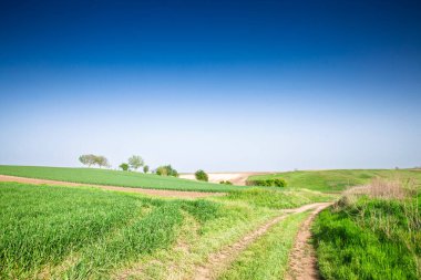 Sırbistan 'ın Voyvodina kentindeki Titelski Breg' de yeşil alanlar kayıyor. Derin mavi gökyüzü altındaki tarım arazileri boyunca uzanan izler, Sırp tarım ve bahar ekinlerinin kırsal alandaki büyümesini gösteriyor.