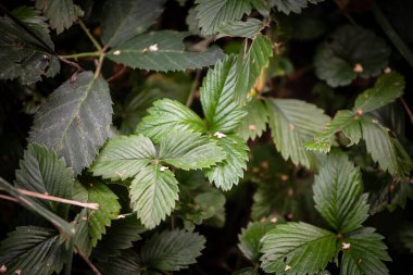 Tırtıklı yeşil yapraklı Fragaria Vesca adlı yabani çilek bitkisinin yakın görüntüsü. Seçici odak ve bokeh erken büyüme aşamasında ormanlık alan örtüsünün dokusunu vurgular.