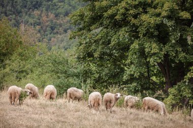 Sırbistan 'ın Rudnik kentindeki tepelerde koyun sürüsü otluyor. Hayvanlar ağaçların yakınındaki kuru otlarla beslenerek, eğimli bir çayırdaki çiftlik hayvanlarını ve bölgesel tarımın manzarasını resmediyorlar..