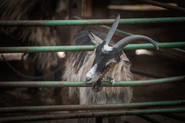Sırbistan 'da kırsal bir çiftlik çitinin arkasındaki Balkan keçisi Balkanska koza' nın yakın görüntüsü. Boynuzlu, sakallı cins gölgeli bir yerde duruyor, geleneksel çiftlik hayvanlarını ve kırsal çiftlik hayvanlarını vurguluyor..
