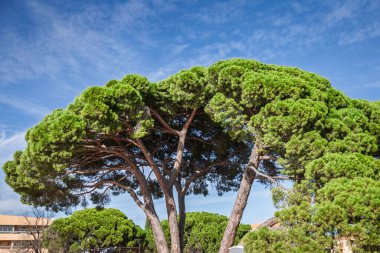 Fransa 'nın La Londe kentinde, şemsiye çamı olarak da bilinen olgun bir çam ağacının (Pinus pinea) yakın görüntüsü. Yuvarlak gölgelik ve dokulu kabuk, parlak bir Akdeniz gökyüzüne karşı duruyor..