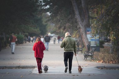 SUBOTICA, SERBIA - 16 Kasım 2025: Yaşlı bir adam ve kadın, Subotica 'da iki küçük köpeği arkadan gezdiriyorlar, günlük boş zamanlarında, ilişkilerinde, aktif yaşlanma sürecinde, günlük kıyafetlerinde geziniyorlar..