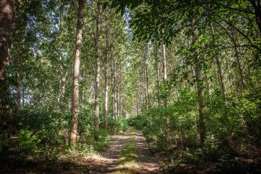 Uzun, ince ağaçlarla çevrili, doğal yeşil bir koridor oluşturan huzurlu orman yolu. Sönük ışık, sessiz ormanlık alana giden toprak bir yola düşer ve sakin bir açık hava manzarası yaratır..