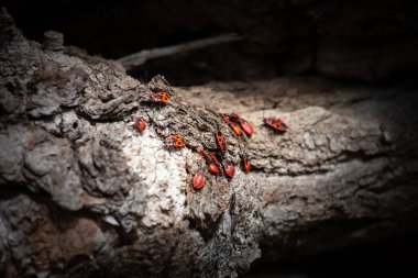 Avrupa 'nın kundakçı Pyrrhocoris apterus kümesi bir orman ortamında kabuk üzerinde sürünen, onların kırmızı ve siyah desenli vücutları güçlü bir kontrast oluşturan desenli kahverengi ahşap yüzey.