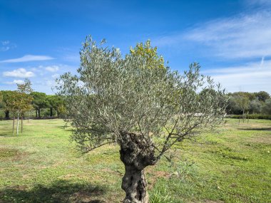 A young olive tree (Olea europaea) growing in a green field under a blue sky. The solitary tree stands in a grassy meadow surrounded by a rural landscape.