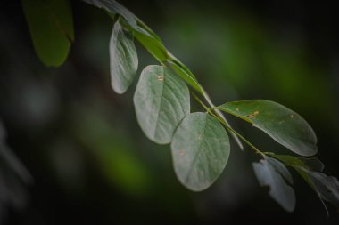 Seçici odak noktası Robinia 'nın yeşil broşürleri, kara çekirge, hassas yaprak dokusu ve sığ alan derinliği, pürüzsüz bokeh, yumuşak ışık ve bulanık doğal arkaplan..