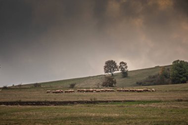 Sırbistan 'ın Vrh Rajac kentindeki dramatik bir karanlık gökyüzü altında otlayan büyük bir koyun sürüsü. Rajac bir Sumadija dağıdır, dinarik Alplerin bir parçası, Sırp doğal turistik beldesi