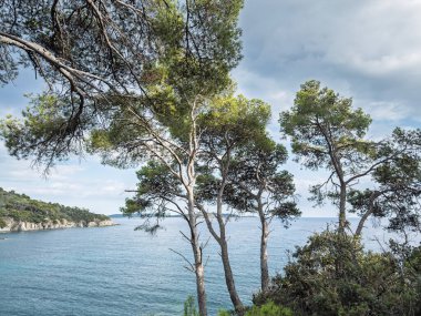 Çam ağaçları Fransa 'nın Fransız Rivierası' ndaki Presqu 'ile de Giens, Hyeres' te sakin mavi su, kayalık kıyı şeridi ve bölgenin karakteristik manzarasını gösteren bir Akdeniz kıyı manzarası çerçevelediler..