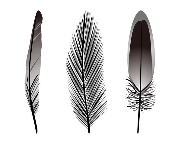 Ensemble Collection Silhouette Noir Blanc Illustration Vectorielle Plumes Oiseaux — Image vectorielle