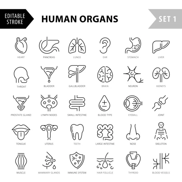Organe Anatomie Flache Linien Symbole Gesetzt Menschliche Knochen Magen Gehirn — Stockvektor