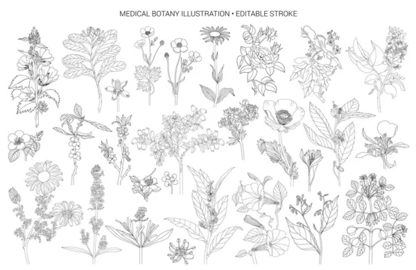 Vector Conjunto Flores Ilustración Elementos Con Flores Botánicas Delinean Con — Vector de stock