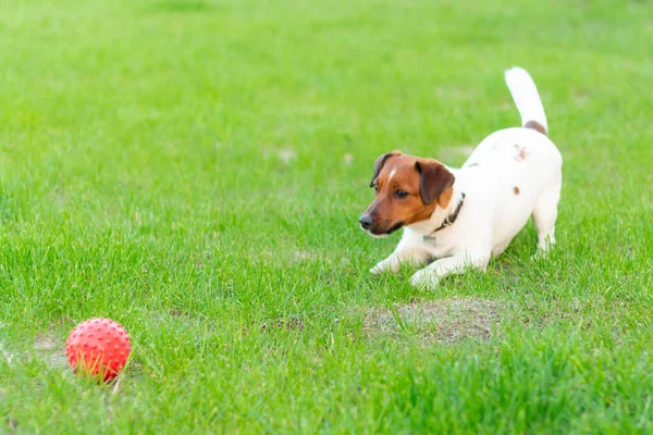 Liebenswerter kleiner aktiver kleiner smarter Hund Jack Russell Terrier spielt mit einem Jungen. — Stockfoto