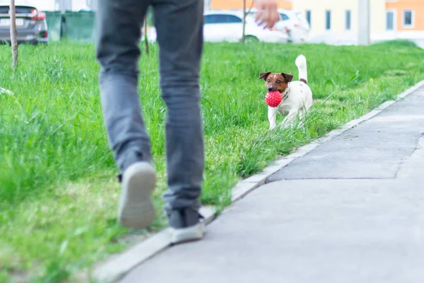 Roztomilý Malý Aktivní Malý Chytrý Pejsek Jack Russell Teriér Hraje — Stock fotografie