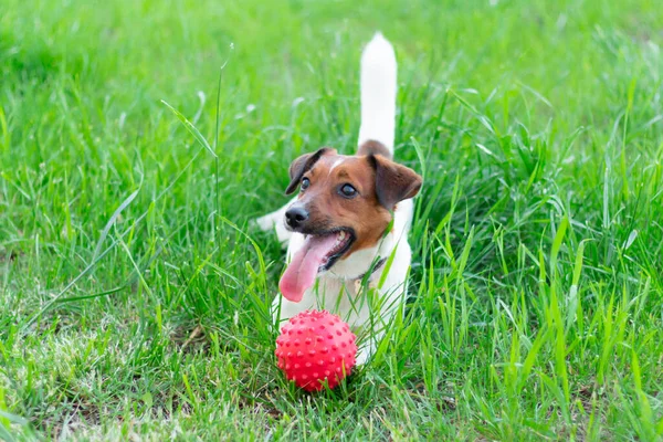 Entzückender Kleiner Aktiver Kleiner Intelligenter Hund Jack Russell Terrier Der — Stockfoto