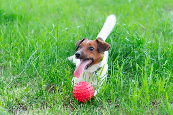Anjing Pintar Jack Russell Yang Kecil Dan Aktif Bermain Dengan — Stok Foto