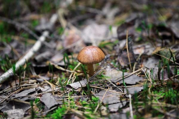 Sopp i naturen med liten dybde på jordet – stockfoto