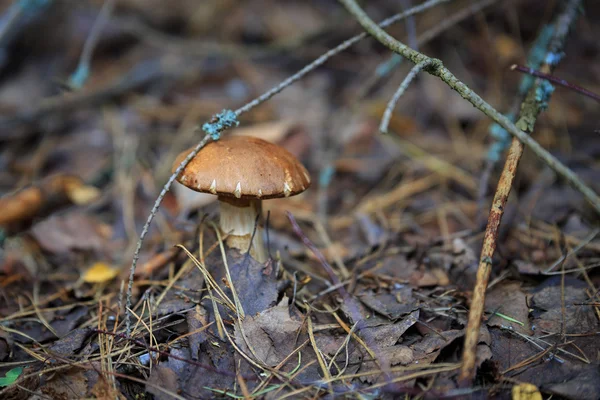Mushrooms in nature with shallow depth of field — Stock Photo, Image