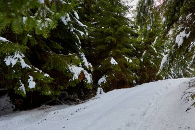 Karlı, dağlarda kış ormanı, çamlar, Noel ağaçları, ağaçların arasında bir yol.
