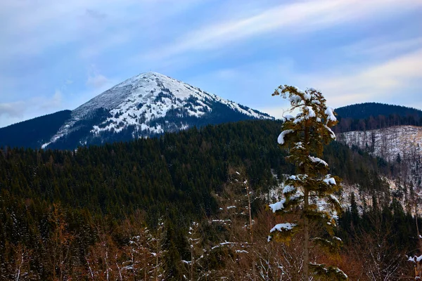 Snowy Winter Forest Mountains Pines Christmas Trees Road Snow Trees — Stock Photo, Image