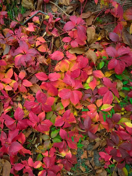 Padrão Folhas Outono Cores Diferentes Vermelho Laranja Amarelo Verde — Fotografia de Stock