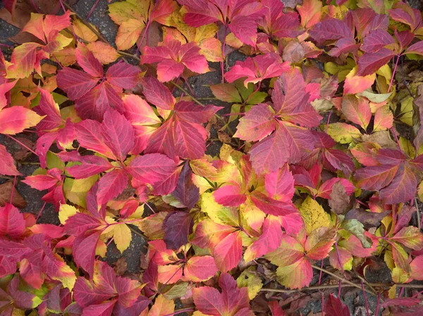 Farklı Renkte Sonbahar Yapraklarının Deseni Kırmızı Turuncu Sarı Yeşil — Stok fotoğraf