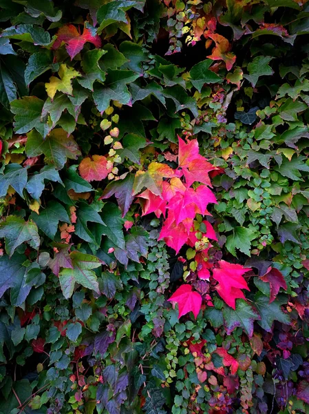 Helder Veelkleurig Patroon Textuur Van Herfstbladeren Van Wilde Druiven — Stockfoto