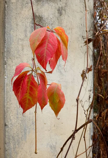 Patrón Hojas Otoño Diferentes Colores Rojo Naranja Amarillo Verde —  Fotos de Stock