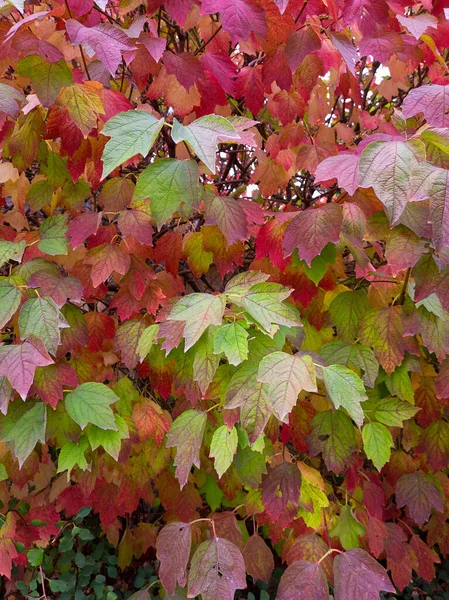 不同颜色的秋叶花纹 — 图库照片