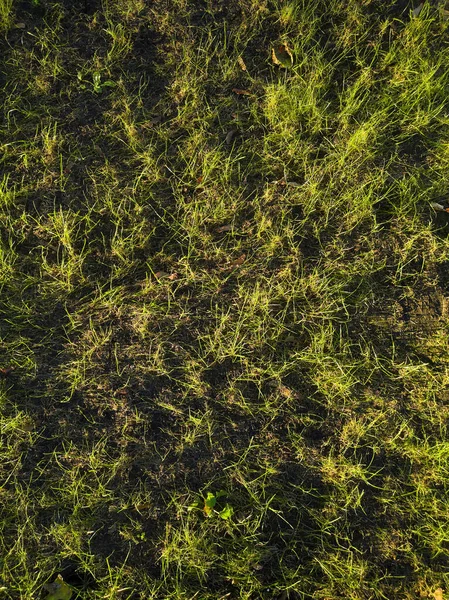 Texture Green Young Grass Sunny Day Top View — Stock Photo, Image