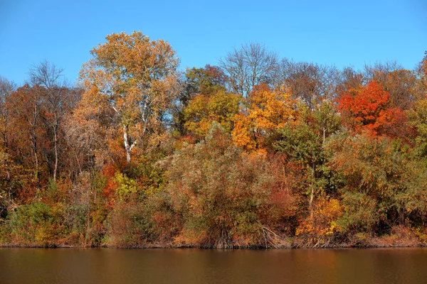 Красивый Осенний Лес Озера Фоне Ясного Голубого Неба Облаков — стоковое фото