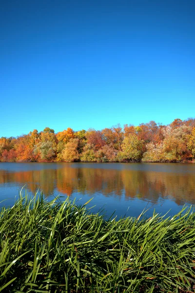 Отражение Красивого Осеннего Леса Реке Фоне Ясного Голубого Неба Облаков — стоковое фото